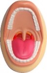 Mouth with Tonsils